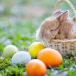 Pizzeria Romana Dokkum Boisson