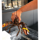 De Koolputten Bebida