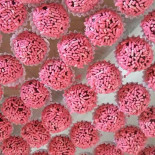 Petit Nice Nourriture