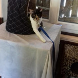 Bistro Aloalo Bebida