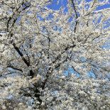Casa Batavia Bed Breakfast Extérieur