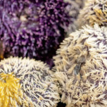 De Groene Lantaarn B.v. Staphorst Boisson