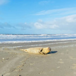 Juttersmuseum Callantsoog Extérieur