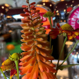 De Kade Café Boisson