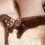 Gewoon.anders Boisson