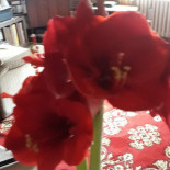 Cafe Maxwell Boisson