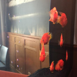 Breydel De Coninc Bebida