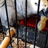 Nepal Delight Boisson