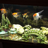 Ocean Garden Boisson