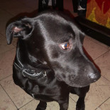 Café Barock Boisson