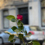 L'intemporelle Boisson