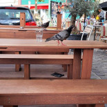 Pois Chiche Exterior