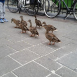 Café De Smidse drink