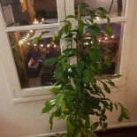 Il Classico Extérieur