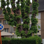 Tonneklinker Extérieur