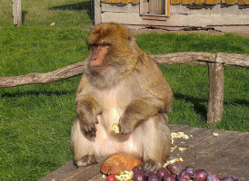 Le Pullman Extérieur