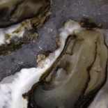 Cafe Maris Nourriture