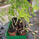 Grand Canal Getränk