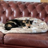 Dc Drogenbos Boisson