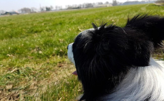 De Spaarbankhoeve B.v. Fluitenberg Boisson