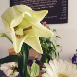 Hopper Noord Boisson