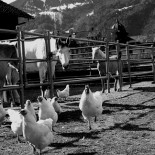 Plat Prefere Exterior