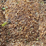 Rotiland Rotterdam Carte