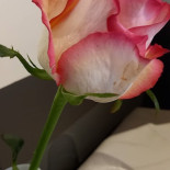 Aux Mets Encore Bebida