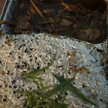 Kasbah D'asie Bebida