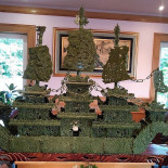 Le Begonia Chinois À l'intérieur