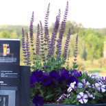 De Brass Lelystad Carte