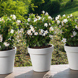 Terras-pot.nl Extérieur