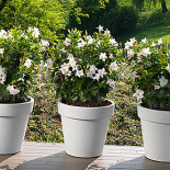 Terras-pot.nl Extérieur