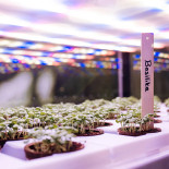 CafÉ 't Linne Getränk