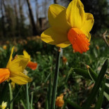 Kasteel Beukenhof Getränk