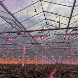 Neraco Aardbeien Extérieur