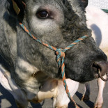 Gillis -van Puyvelde Bebida