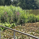 Café In De Specht Exterior