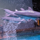 Boudewijn Seapark Carta