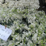 Grote Markt Mechelen Comida