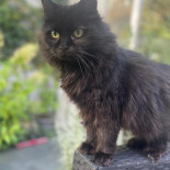 Dierenartsenpraktijk Den Boom Bebida