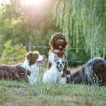 Dierenartsenpraktijk Den Boom Bebida