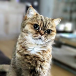 Dierenartsenpraktijk Den Boom Bebida