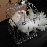 Pizza Bento Getränk