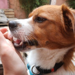 Dogs Drinks Getränk