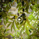 Brasserie 211 Getränk