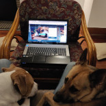 Dogs Drinks Speisekarte