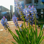 Cappuccino Enzo 2.0 Extérieur