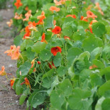 Maison Rouard Extérieur