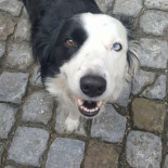 Het Terraske Nourriture